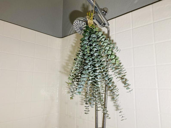 Eucalyptus