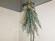 Eucalyptus